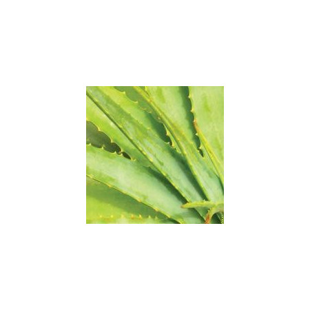 Αφροντούς με Αλόη | Daily Aloe Shower Gel 200ml