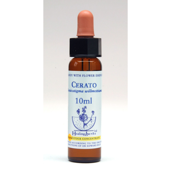 Cerato – Κερατόστιγμα - Ceratostigma Willmottiana