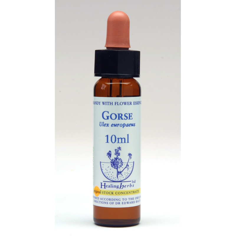 Gorse 10ml