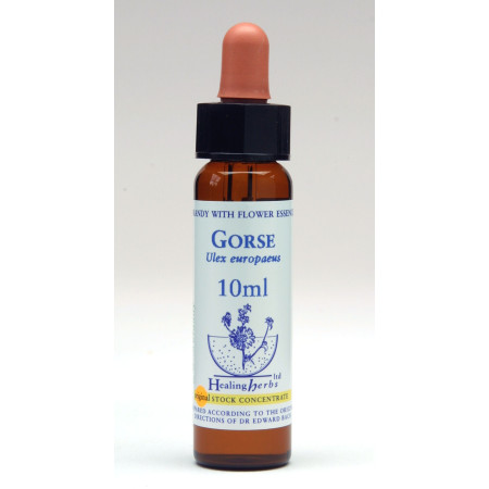 Gorse 10ml