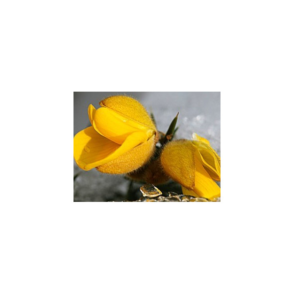 Gorse 10ml