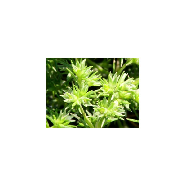 Scleranthus 10ml