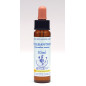 Scleranthus 10ml