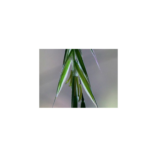 Wild Oat 10ml