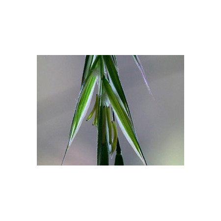 Wild Oat 10ml