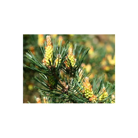 Pine 10ml