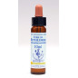 Star of Bethlehem 10ml