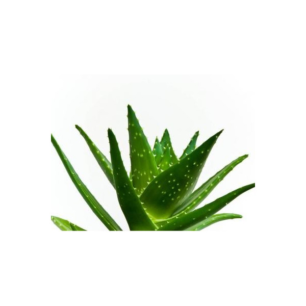 Αφροντούς με Κινόα & Αγκινάρα | Quinoa & Artichoke Shower gel | 200ml