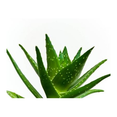 Αφροντούς με Κινόα & Αγκινάρα | Quinoa & Artichoke Shower gel | 200ml