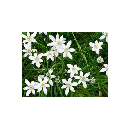 Star of Bethlehem 10ml