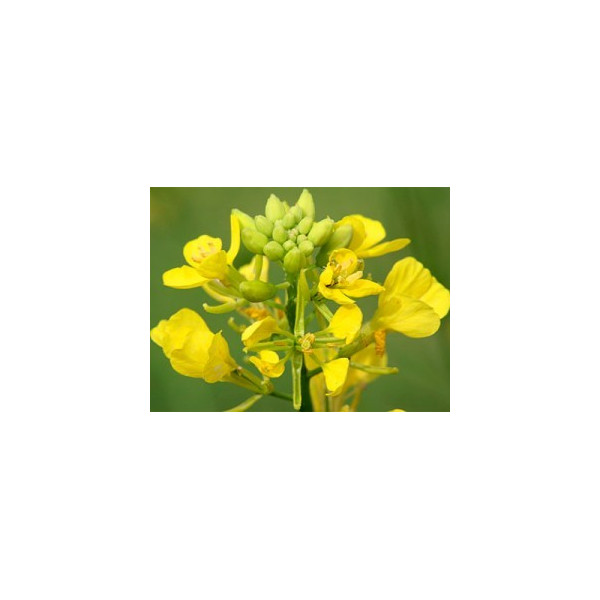 Mustard 10ml