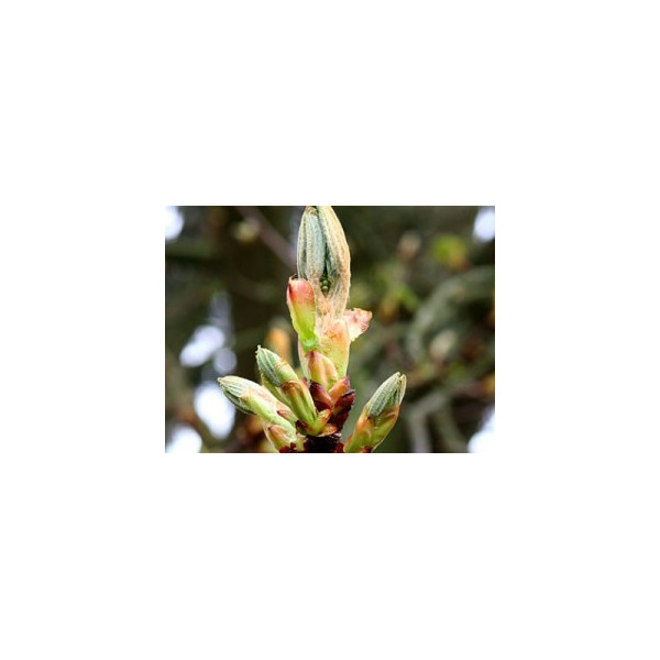 Chestnut Bud 10ml