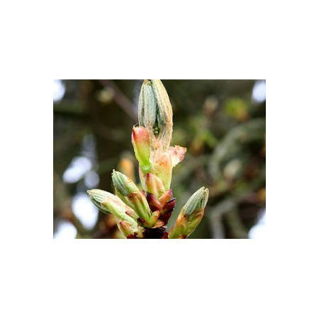 Chestnut Bud 10ml