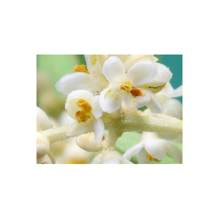 White Chestnut 10ml