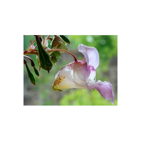 Impatiens 10ml