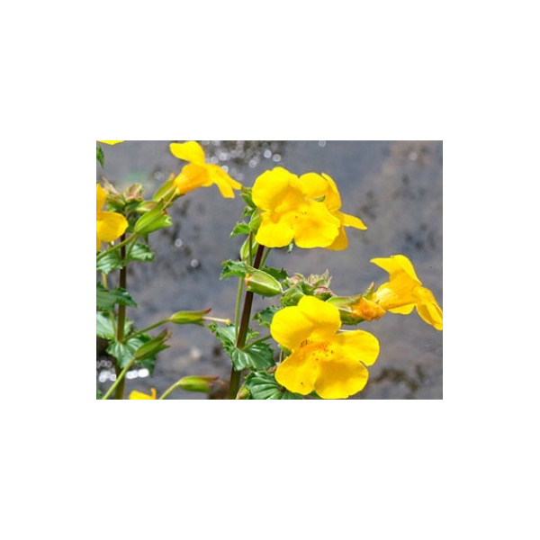 Mimulus 10ml