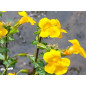 Mimulus 10ml