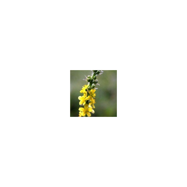 Agrimony 10ml