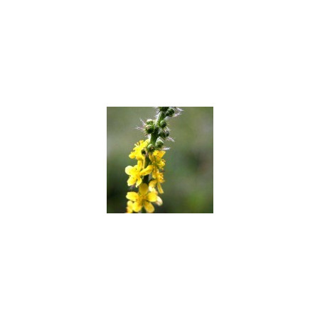 Agrimony 10ml