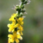 Ανθοΐαμα Agrimony 10ml Ανθοΐαμα Agrimony 10ml