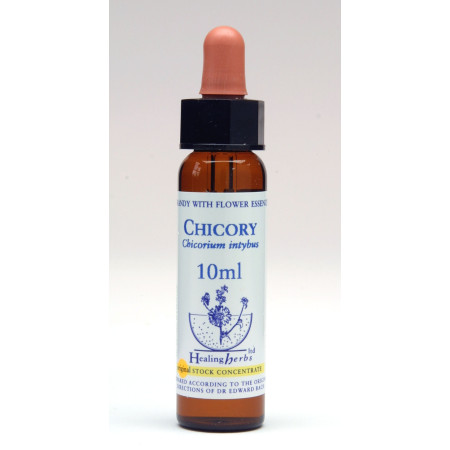 Chicory 10ml