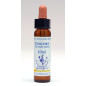 Chicory 10ml