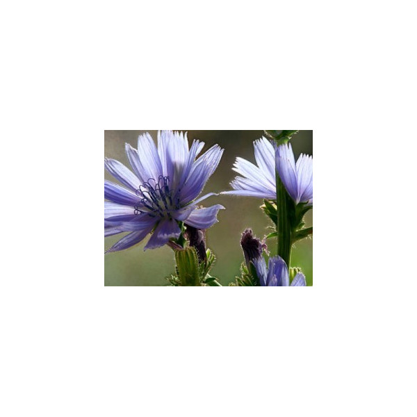 Chicory 10ml
