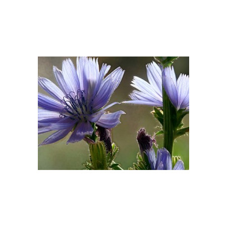 Chicory 10ml