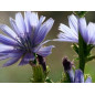 Chicory 10ml