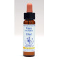 Vine 10ml