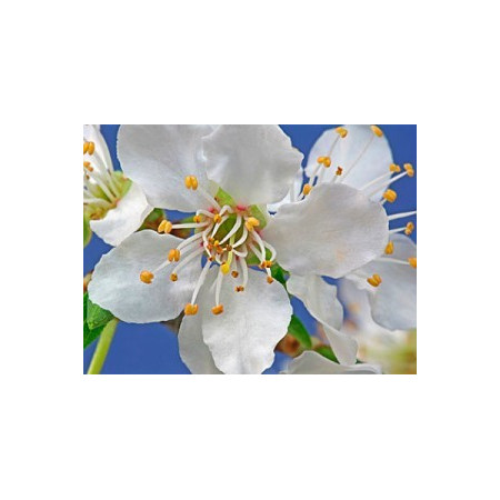 Ιαμα ∆ιάσωσης 5 flower