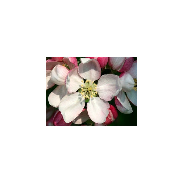 Κρέμα ∆ιάσωσης