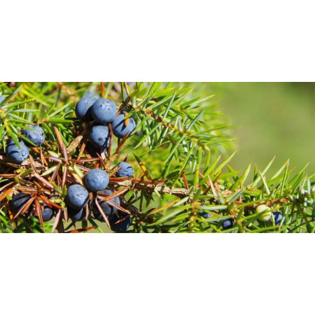 Βιολογικό Αιθέριο Έλαιο Αγριοκυπαρίσι | Juniper Essential Oil Org. | 10ml