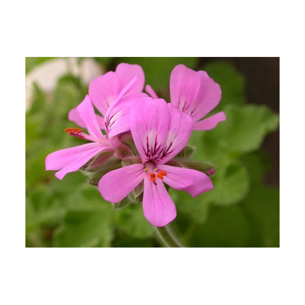 Βιολογικό Αιθέριο Έλαιο Γεράνιο | Geranium Essential Oil Org. | 10ml