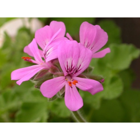 Βιολογικό Αιθέριο Έλαιο Γεράνιο | Geranium Essential Oil Org. | 10ml