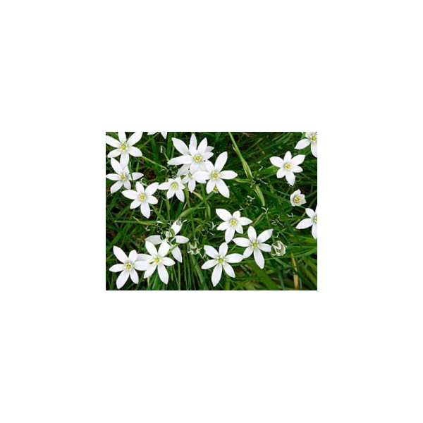 Five Flower Granules