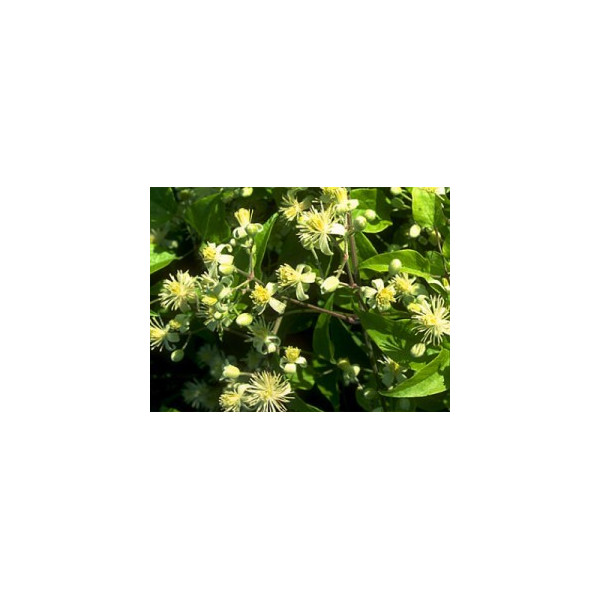 Five Flower Spray 20ml