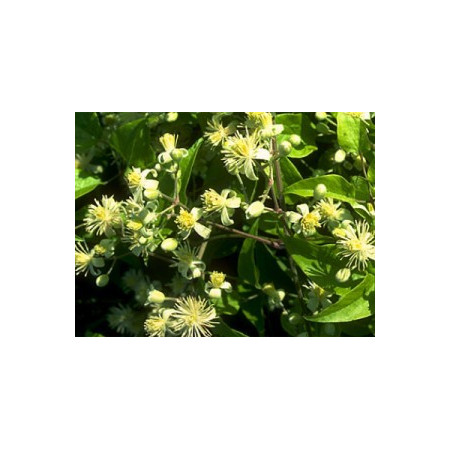 Five Flower Spray 20ml