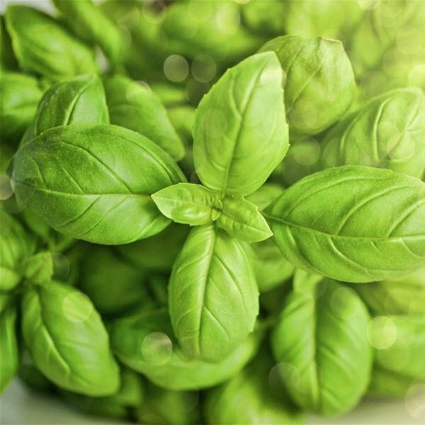 Βιολογικό Αιθέριο Έλαιο Βασιλικός | Basil Essential Oil Org. | 5ml