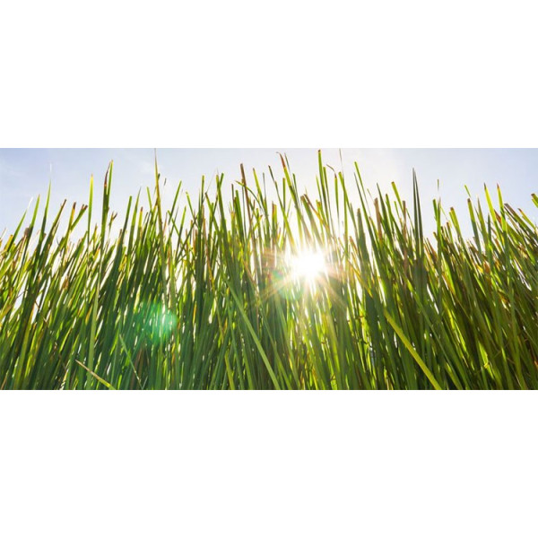 Βιολογικό Αιθέριο Έλαιο Βέτιβερ | Vetiver Essential Oil Org. | 10ml