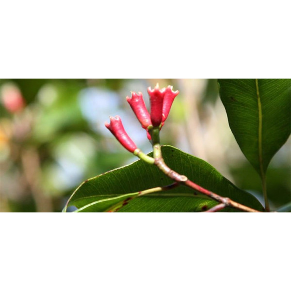 Βιολογικό Αιθέριο Έλαιο Γαρύφαλλο | Clove But Essential Oil Org. | 10ml