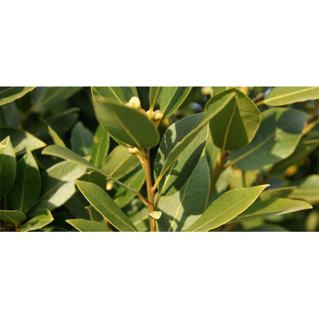 Βιολογικό Αιθέριο Έλαιο Δάφνη | Bay Laurel Essential Oil Org. | 10ml