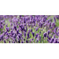 Βιολογικό Αιθέριο Έλαιο Λέβαντα | Lavender Essential Oil Org. | 10ml
