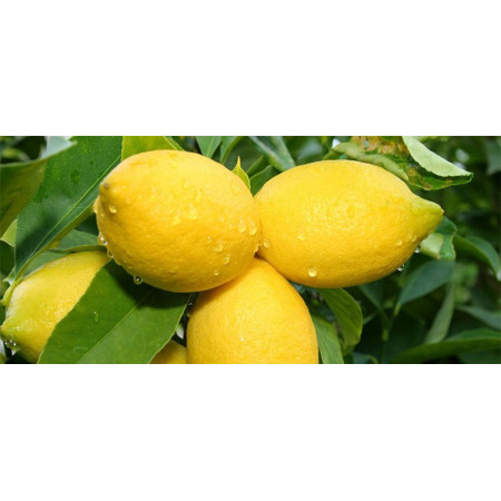 Βιολογικό Αιθέριο Έλαιο Λεμόνι | Lemon Essential Oil Org. | 10ml