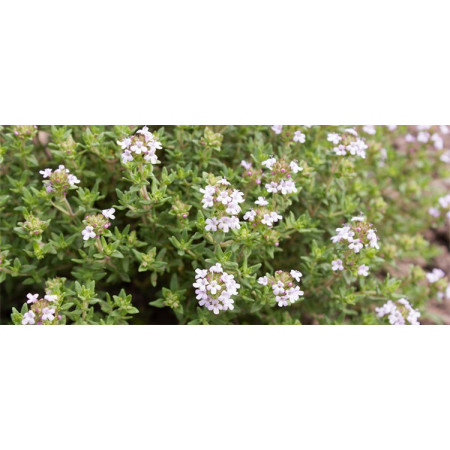 Βιολογικό Αιθέριο Έλαιο Θυμάρι | Thyme Essential Oil Org. | 10ml