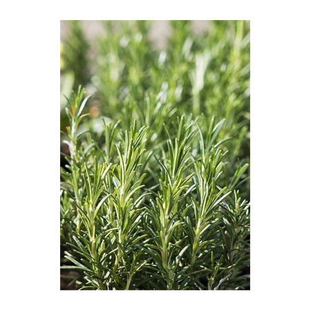 Βιολογικό Αιθέριο Έλαιο Δενδρολίβανο | Rosemary Essential Oil Org. | 10ml