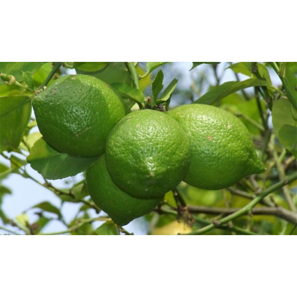 Βιολογικό Αιθέριο Έλαιο Λάϊμ | Lime Essential Oil Org. | 10ml