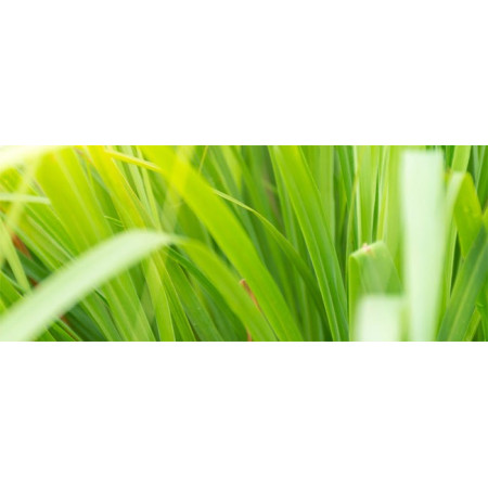 Βιολογικό Αιθέριο Έλαιο Λεμονόχορτο | Lemongrass Essential Oil Org. | 10ml