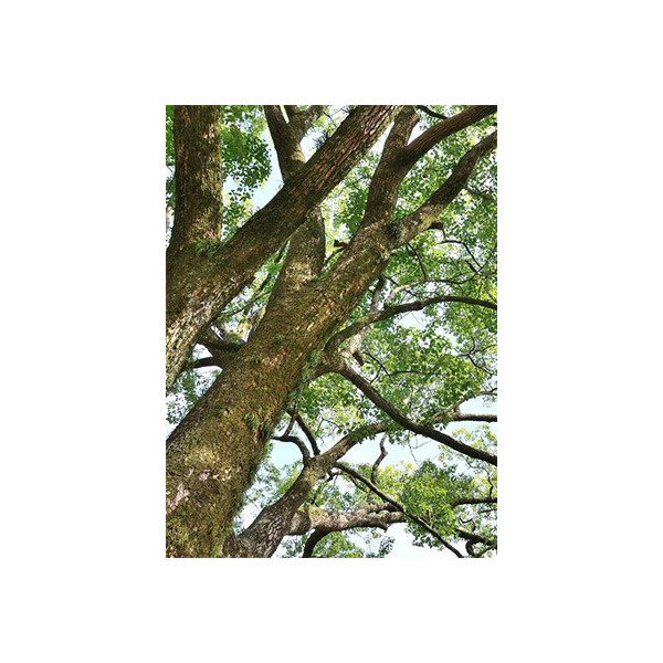 Βιολογικό Αιθέριο Έλαιο Καμφορά | Camphor Essential Oil Org. | 10ml