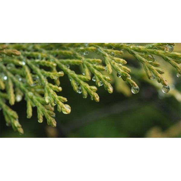 Βιολογικό Αιθέριο Έλαιο Κυπαρίσσι | Cypress Essential Oil Org. | 10ml